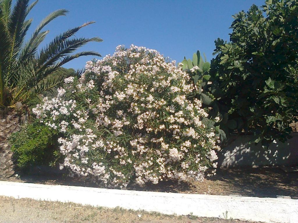 Dionysia Apartments Kefalos  Luaran gambar